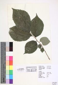 primary herbarium image