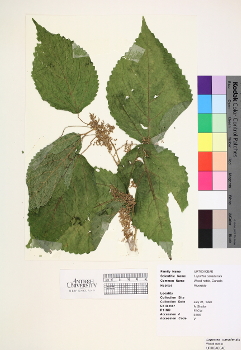 primary herbarium image