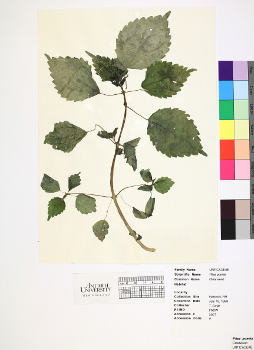 primary herbarium image