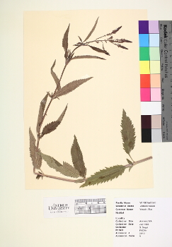 primary herbarium image