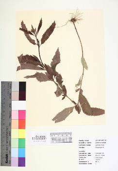 primary herbarium image