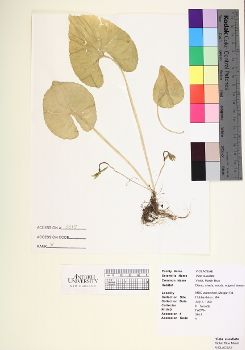 primary herbarium image