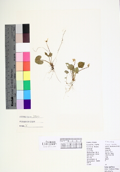 primary herbarium image