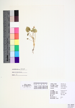 primary herbarium image