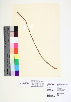primary herbarium image