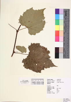 primary herbarium image