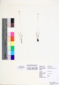 primary herbarium image