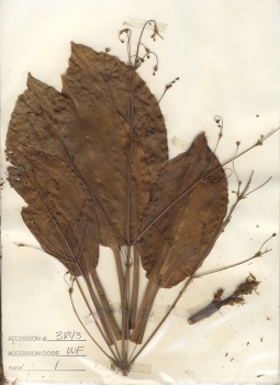 primary herbarium image