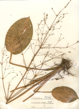 primary herbarium image