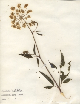 primary herbarium image
