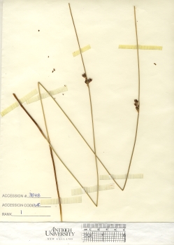 primary herbarium image