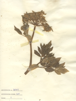 primary herbarium image