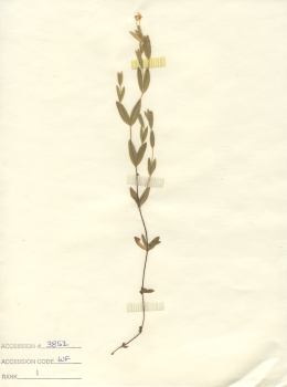 primary herbarium image