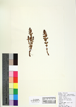 primary herbarium image