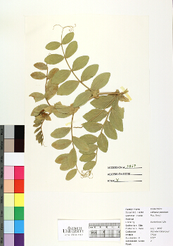 primary herbarium image