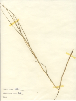 primary herbarium image