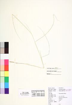 primary herbarium image