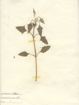 primary herbarium image