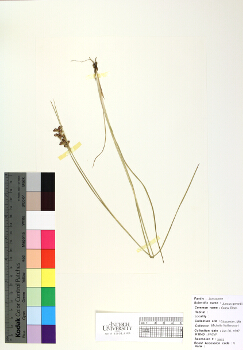 primary herbarium image