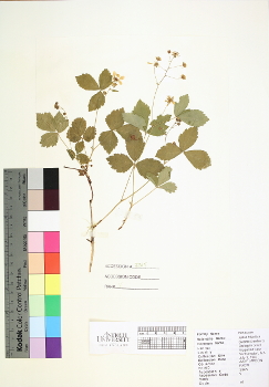 primary herbarium image