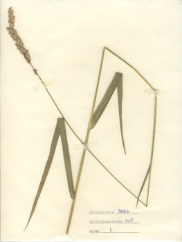 primary herbarium image