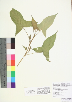 primary herbarium image