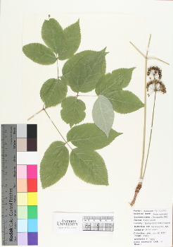 primary herbarium image