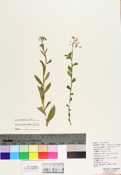 primary herbarium image