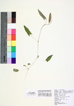 primary herbarium image
