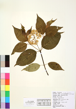 primary herbarium image