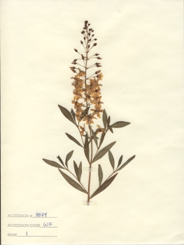 primary herbarium image