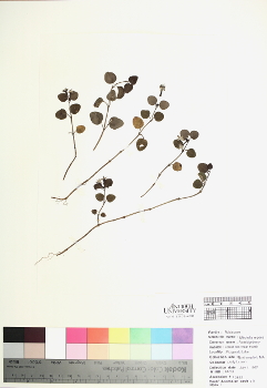 primary herbarium image