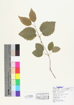 primary herbarium image