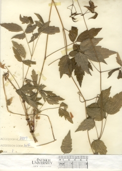 primary herbarium image