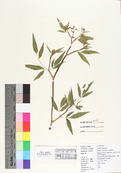 primary herbarium image
