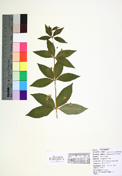 primary herbarium image