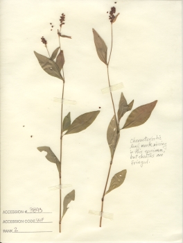 primary herbarium image