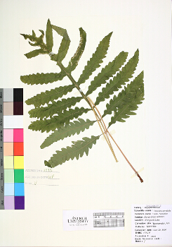 primary herbarium image