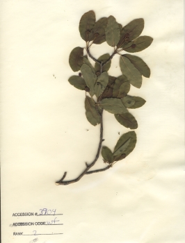 primary herbarium image