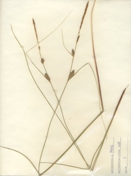 primary herbarium image