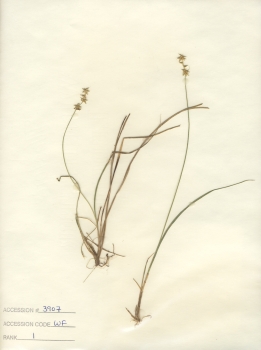 primary herbarium image