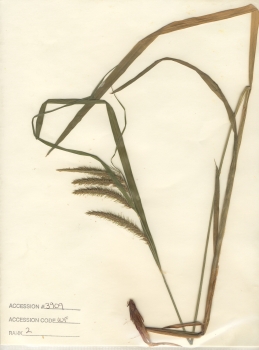 primary herbarium image