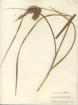 primary herbarium image