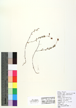 primary herbarium image