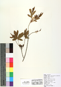 primary herbarium image