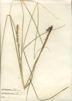 primary herbarium image