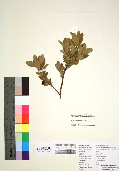 primary herbarium image