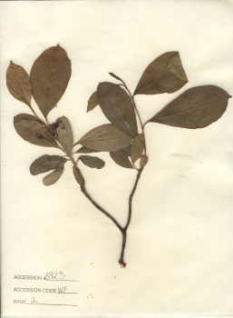 primary herbarium image
