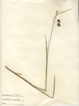 primary herbarium image