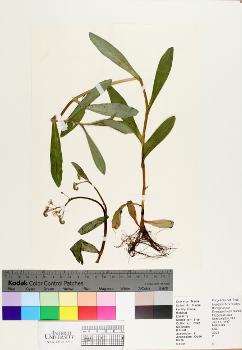 primary herbarium image